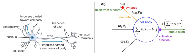 Schematische Darstellung eines Neurons aus der Biologie (links) und mathematische Darstellung für Neuronale Netze in der Computerwelt (rechts) Source: http://cs231n.github.io/neural-networks-1/